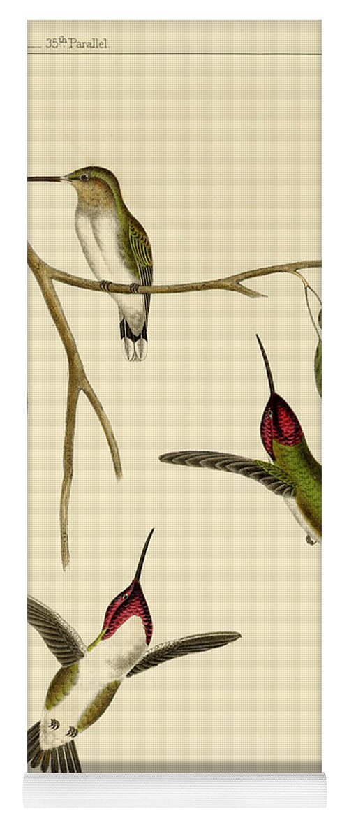 Birds Yoga Mat featuring the mixed media Atthis Costae by Bowen and Co lith and col Phila