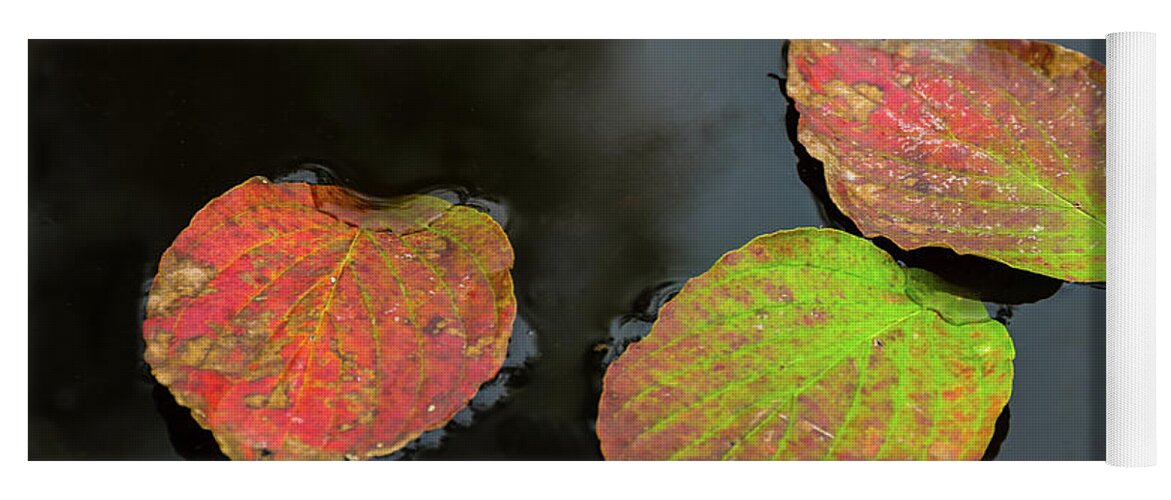 Autumn Yoga Mat featuring the photograph Autumn Dogwood Leaf Trio by Douglas Wielfaert