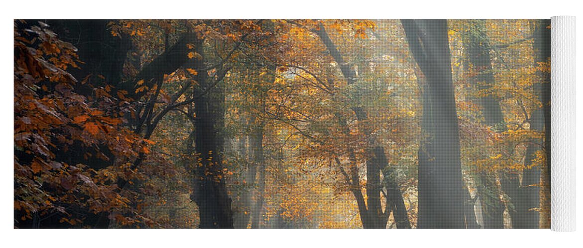 Autumn Yoga Mat featuring the photograph Autumn in the Leuvenum forest by Jenco Van Zalk