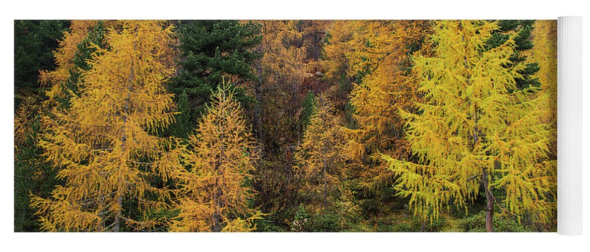 Pine Trees Yoga Mat featuring the photograph Autumn Palette by Eva Lechner