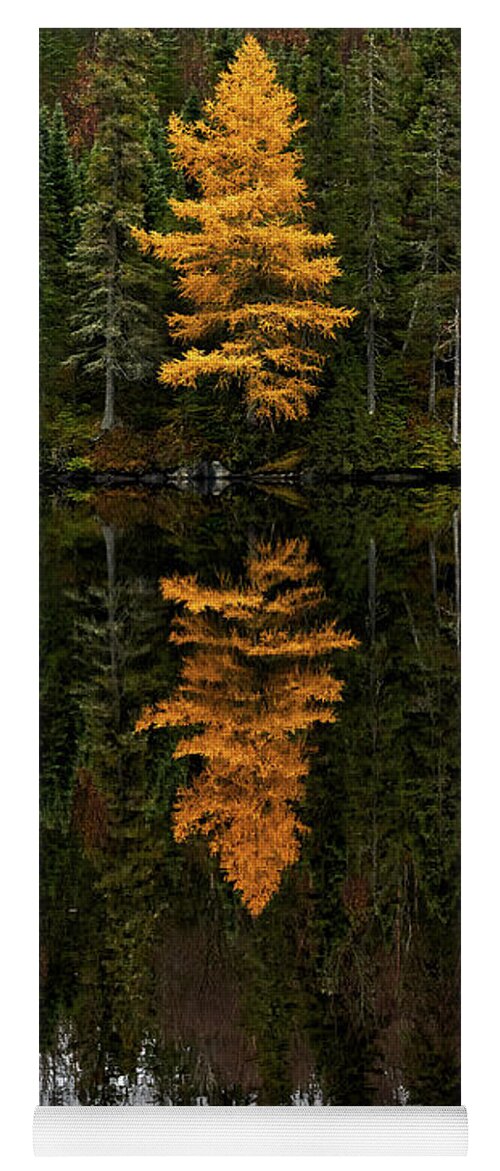 Canada Northern Ontario Ontario Calm Boreal Forest Fores Peaceful Calm Reflections Golden Yellow Tamarack Yoga Mat featuring the photograph Autumn Tamarack by Doug Gibbons