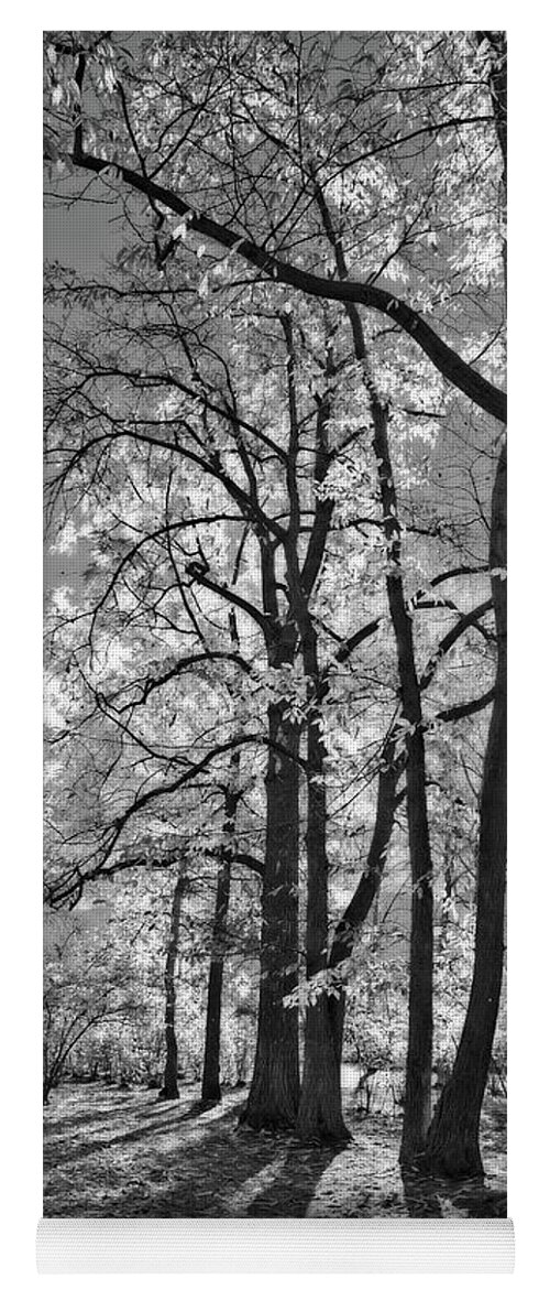 Landscape Yoga Mat featuring the photograph Autumn Through the Nut Trees Black and White by Allan Van Gasbeck