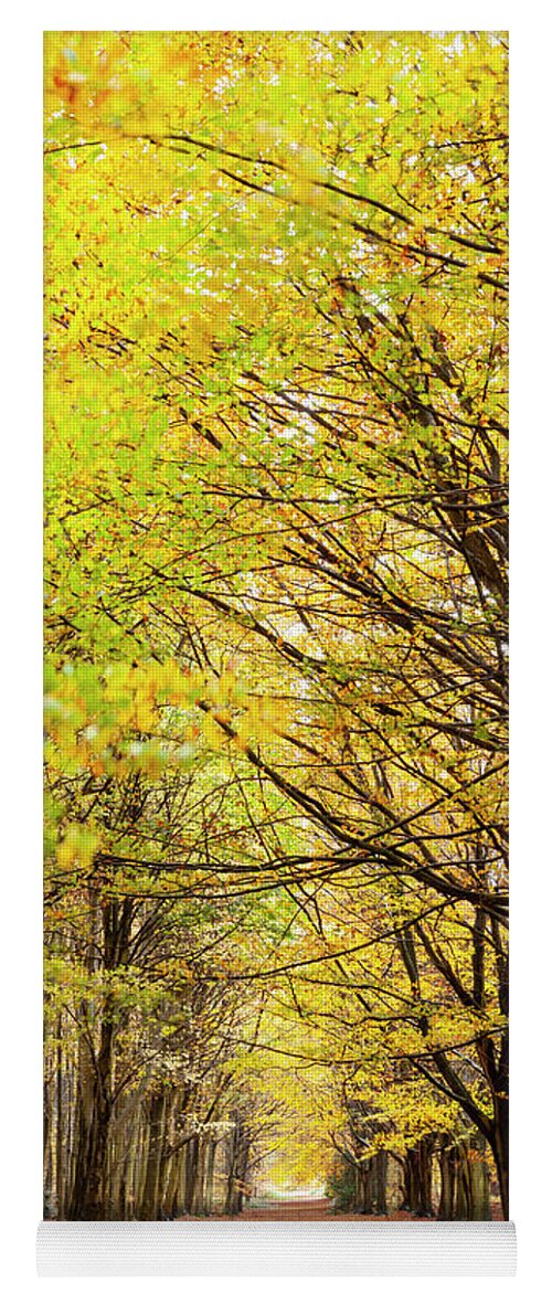 Autumn Yoga Mat featuring the photograph Avenue of autumn trees with golden leaves by Simon Bratt