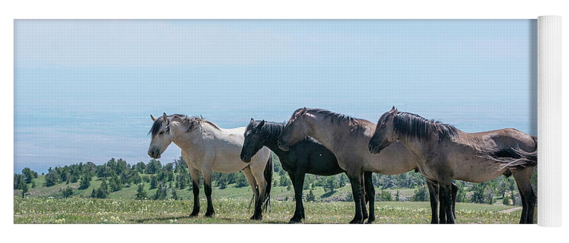 Pryor Mountain Yoga Mat featuring the photograph Bachelor Stallions of Pryor Mountain by Douglas Wielfaert
