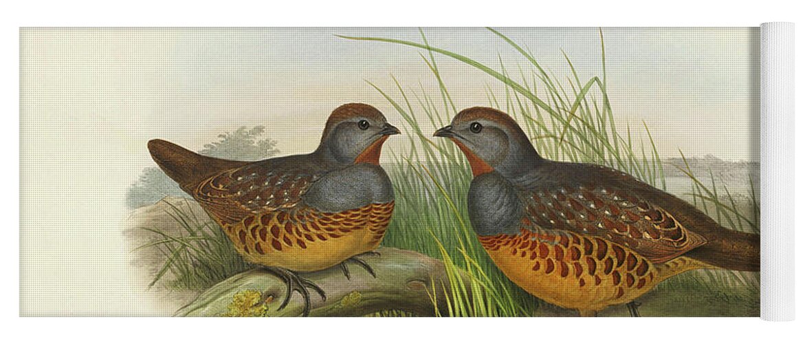 Partridge Yoga Mat featuring the painting Bambusicola Sonorivox -Formosan Bamboo Partridge by John Gould
