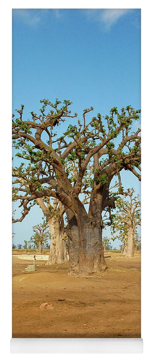 Baobab Yoga Mat featuring the photograph Baobab Trees, West Africa by Mark Duehmig