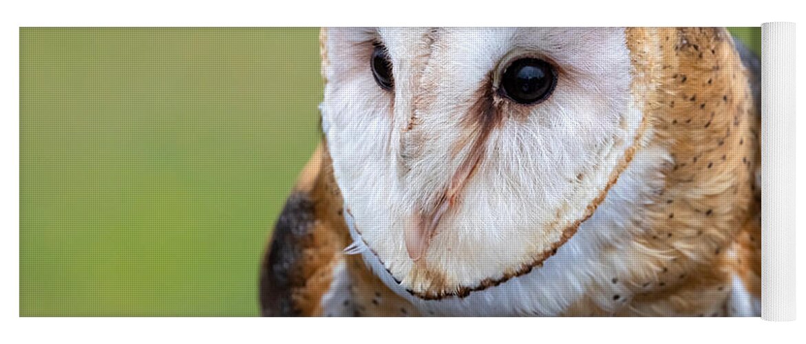 Photography Yoga Mat featuring the photograph Barn Owl by Alma Danison