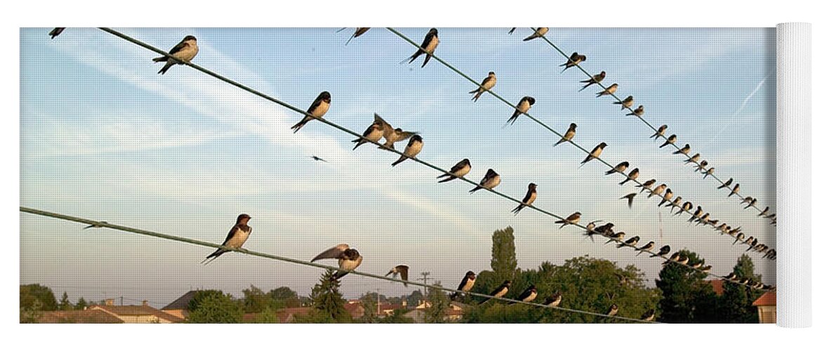 00620512 Yoga Mat featuring the photograph Barn Swallows on Wires by Cyril Ruoso