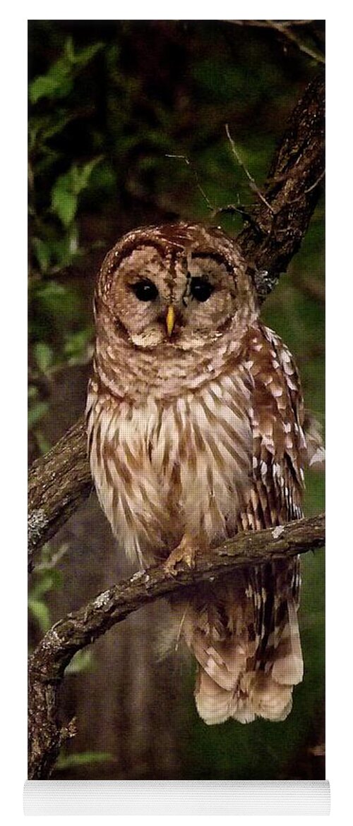 Barred Owl Yoga Mat featuring the photograph Barred Owl at Dusk by Ronald Lutz