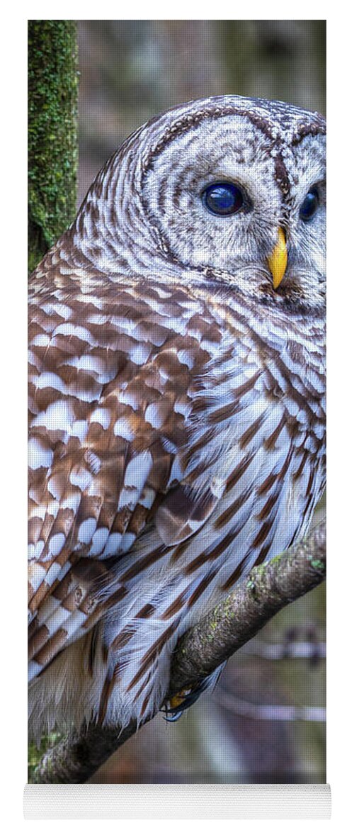 Barred Owl Yoga Mat featuring the photograph Barred Owl by Brad Bellisle