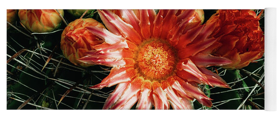 Cactus Yoga Mat featuring the photograph Barrel Bloom 2 by Melisa Elliott