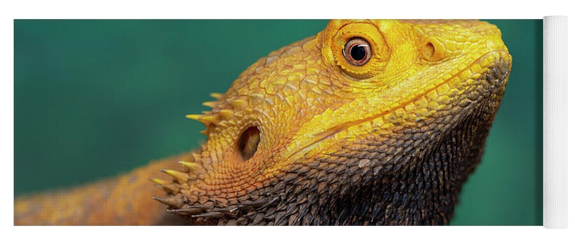 Bearded Dragon Yoga Mat featuring the photograph Bearded Dragon 2 by Steev Stamford