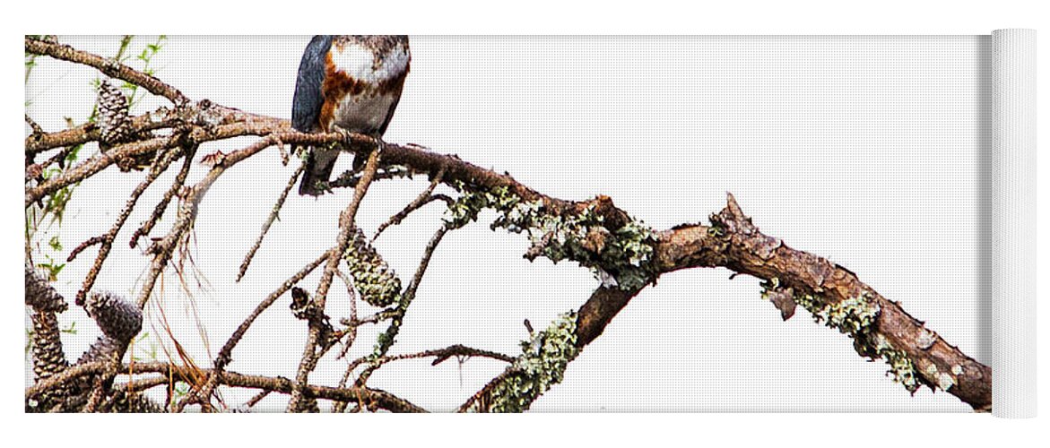Kingfisher Yoga Mat featuring the photograph Belted Kingfisher by Bob Decker