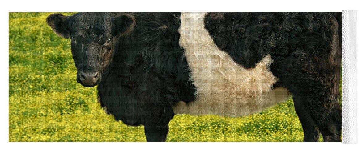 Belted Galloway Yoga Mat featuring the photograph Beltie in Buttercups by Minnie Gallman