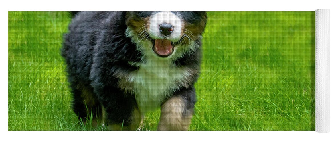 Dog Yoga Mat featuring the photograph Bernese Mountain Dog Puppy Running 2 by Pelo Blanco Photo