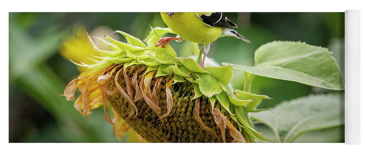 Bird Yoga Mat featuring the photograph Bird on a Sunflower 3 by Deborah Penland