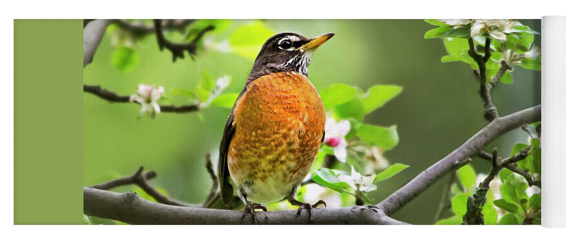 American Robin Yoga Mat featuring the photograph Birds - American Robin - Nature's Alarm Clock by Christina Rollo