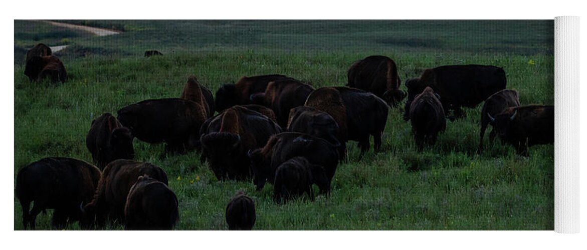Jay Stockhaus Yoga Mat featuring the photograph Bison at Sunset by Jay Stockhaus