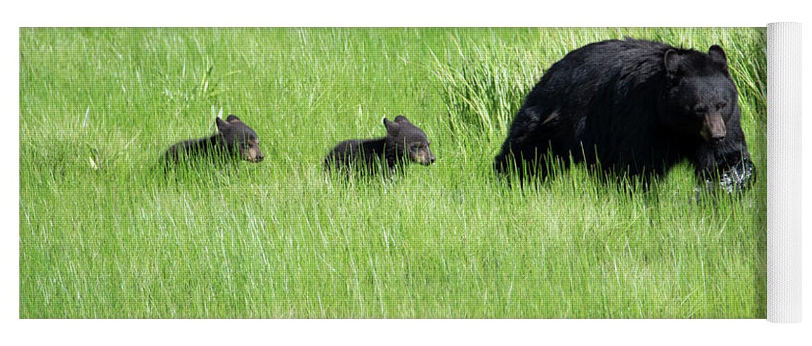 Bear Yoga Mat featuring the photograph Black Bear and cubs by Patrick Nowotny