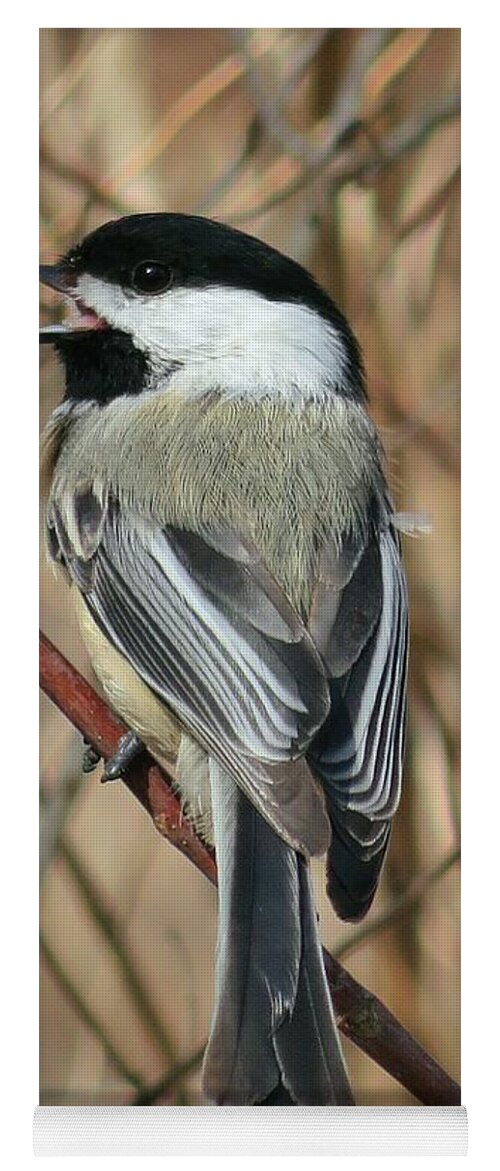 Bird Yoga Mat featuring the photograph Black Capped Chickadee by Diana Rajala
