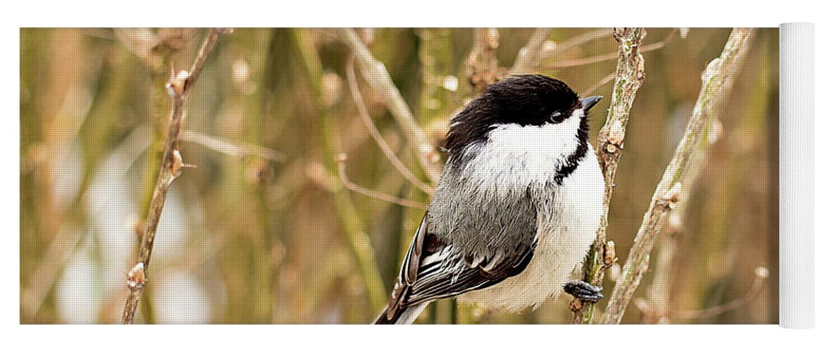 Black Capped Chickadee Yoga Mat featuring the photograph Black Capped Chickadee Print by Gwen Gibson