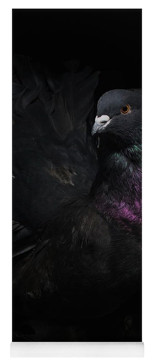 Pigeon Yoga Mat featuring the photograph Black Indian Fantail Pigeon by Nathan Abbott