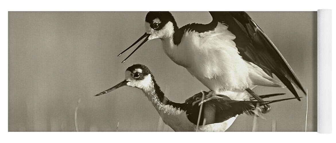 Disk1215 Yoga Mat featuring the photograph Black-necked Stilts Courting by Tim Fitzharris