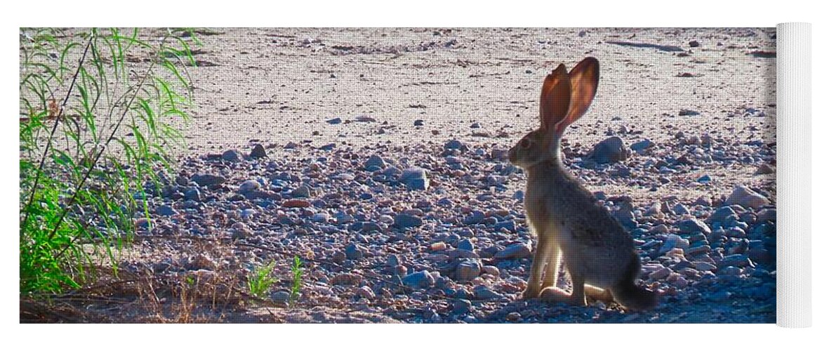 Arizona Yoga Mat featuring the photograph Black-Tailed Jackrabbit in a Desert Wash by Judy Kennedy