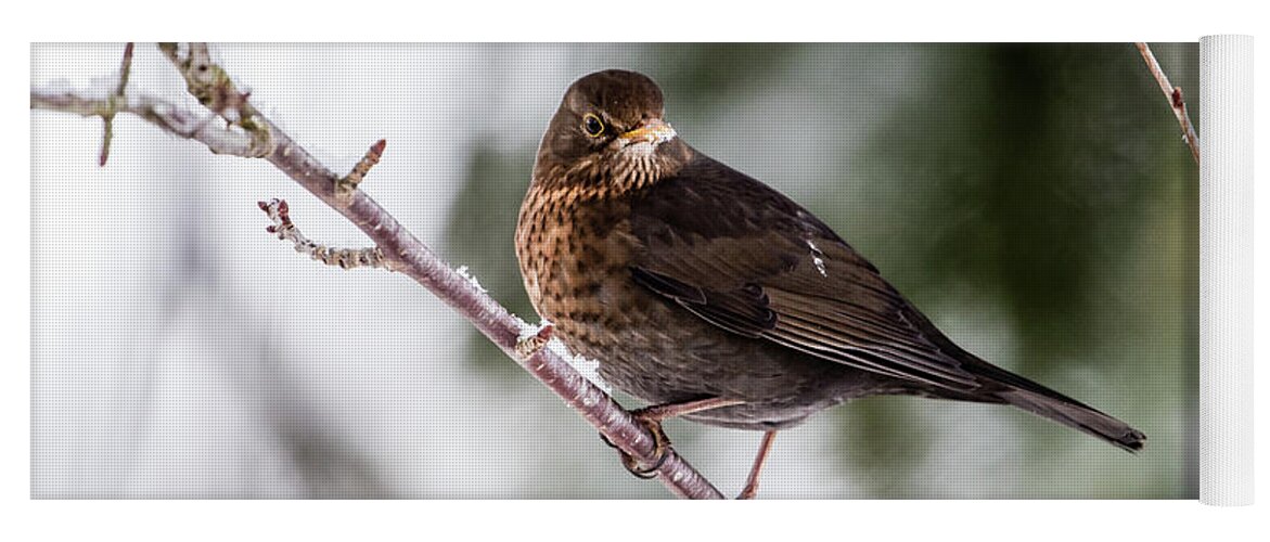 Female Common Blackbird Yoga Mat featuring the photograph Blackbird with snow on the beak by Torbjorn Swenelius