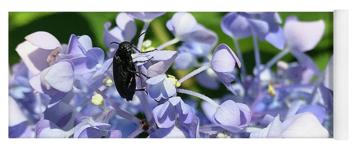 Blister Beetle Yoga Mat featuring the photograph Blister Beetle on Hydrangea 2 by Amy E Fraser