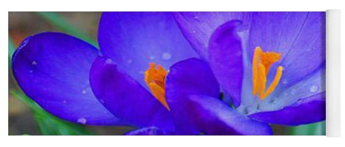 Purple Yoga Mat featuring the photograph Blue Crocus by Joanne Harrison