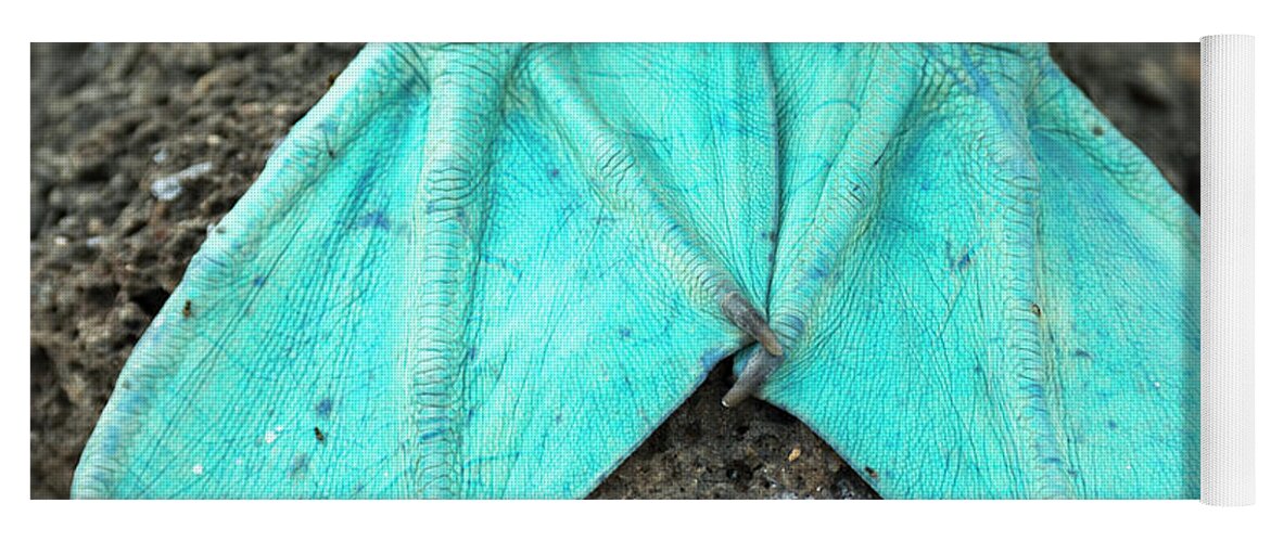 Animals Yoga Mat featuring the photograph Blue Footed Booby Feet by Tui De Roy