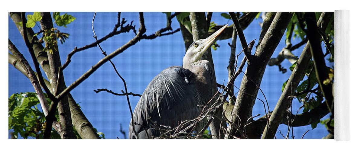 Heron Yoga Mat featuring the photograph Blue Heron at Home by Cameron Wood