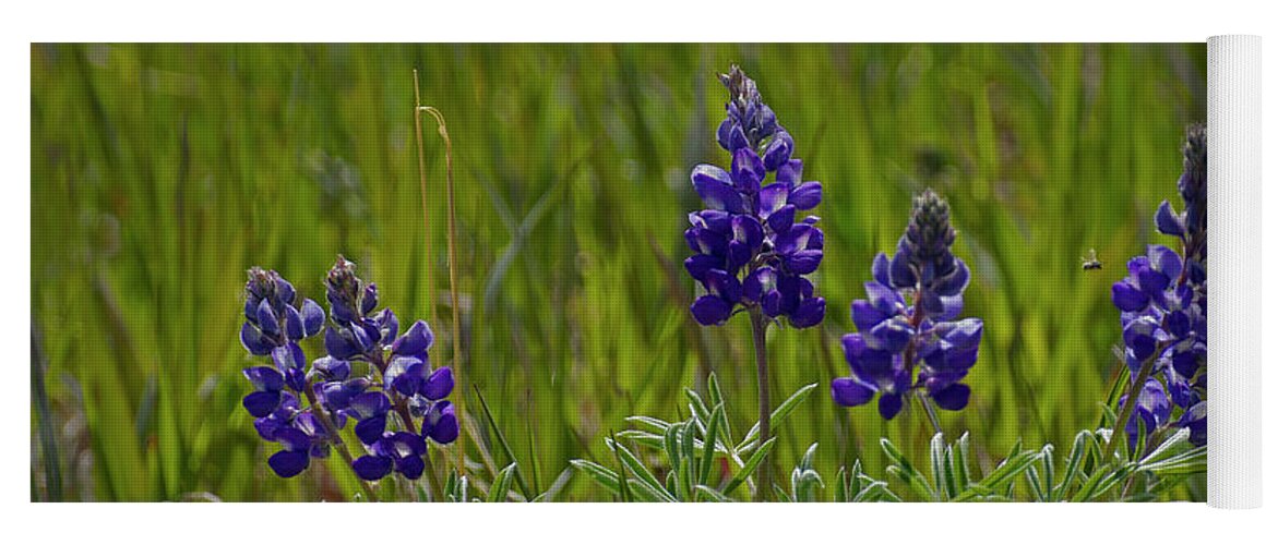 Lupine Yoga Mat featuring the photograph Blue Lupine-Signed-#9784 by J L Woody Wooden