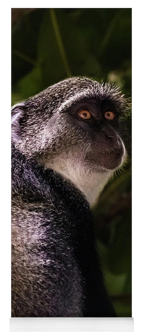 Monkey Yoga Mat featuring the photograph Blue monkey, Zanzibar by Lyl Dil Creations