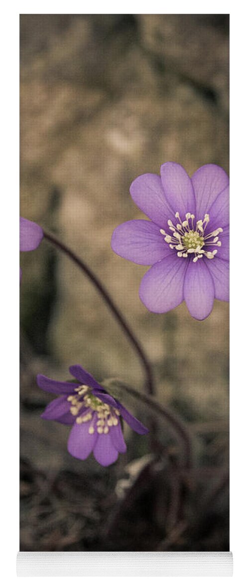 Common Yoga Mat featuring the photograph Blue violet anemone flower growing in a stone wall by Amanda Mohler