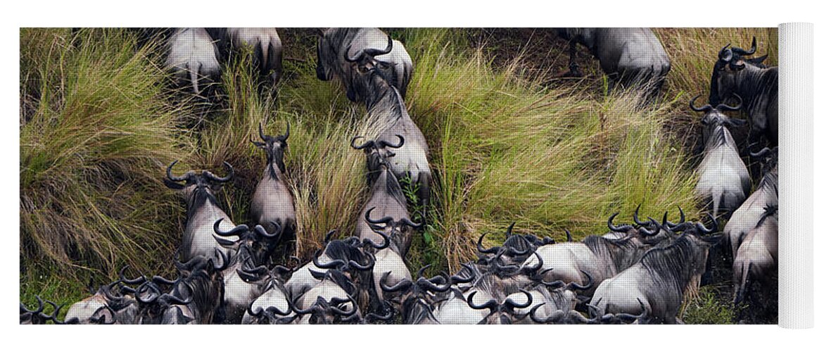 00641519 Yoga Mat featuring the photograph Blue Wildebeest Herd Masai Mara by Hiroya Minakuchi