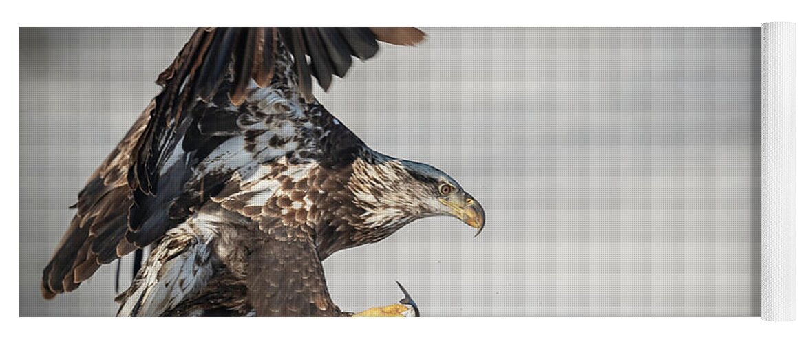 Eagle Yoga Mat featuring the photograph Breakfast in Hand by Laura Hedien