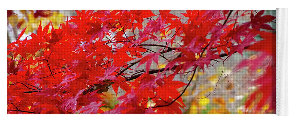 Japanese Maple Yoga Mat featuring the photograph Brilliant Fall Color by Kristin Hatt