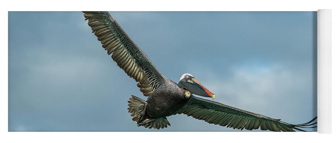 Animals Yoga Mat featuring the photograph Brown Pelican Flying by Tui De Roy