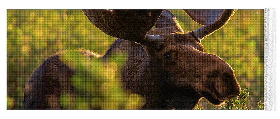 Moose Yoga Mat featuring the photograph Bull Moose Enjoys a Light Sunrise Rain by Gary Kochel