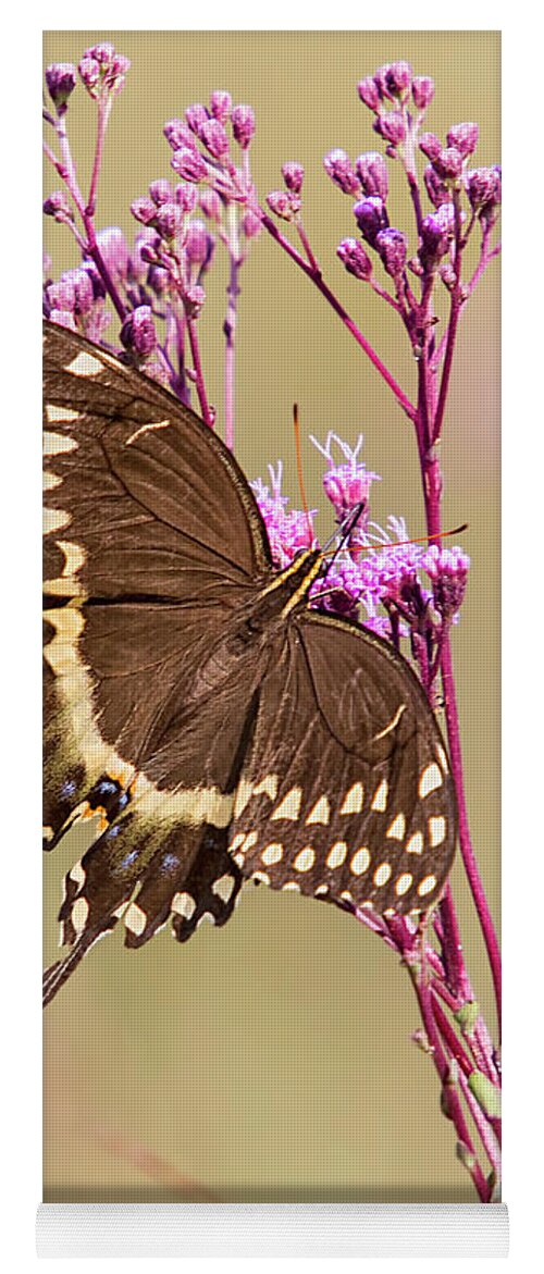 Butterfly Yoga Mat featuring the photograph Black Swalowtail Butterfly in the Croatan National Forest by Bob Decker
