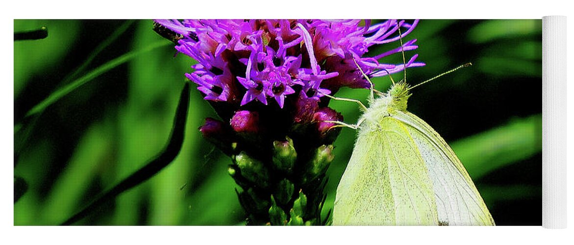 Cabbage White Butterfly Yoga Mat featuring the photograph Cabbage White and Purple by Linda Stern