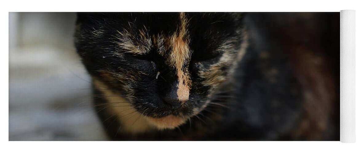 #黒猫#猫#ぬこ#奈良#寺# Yoga Mat featuring the photograph cat by Kenya Suzuki
