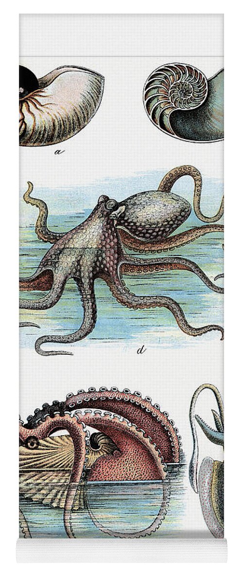Cephalopod Yoga Mat featuring the painting Cephalopods - Nautilus, Octopus, and Squid by Gotthilf Heinrich von Schubert