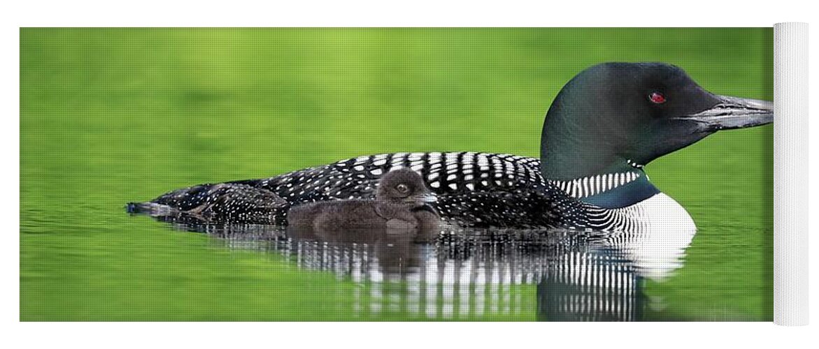 Common Loon Yoga Mat featuring the photograph Change Of Duty by Sandra Huston