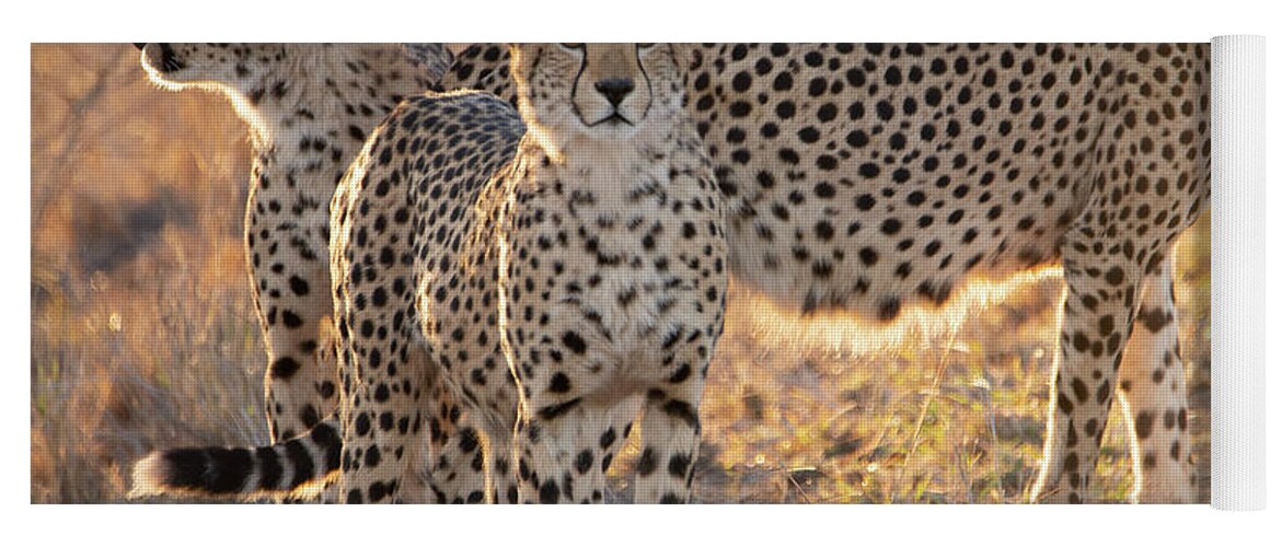 Cheetah Yoga Mat featuring the photograph Cheetah family by Patrick Nowotny