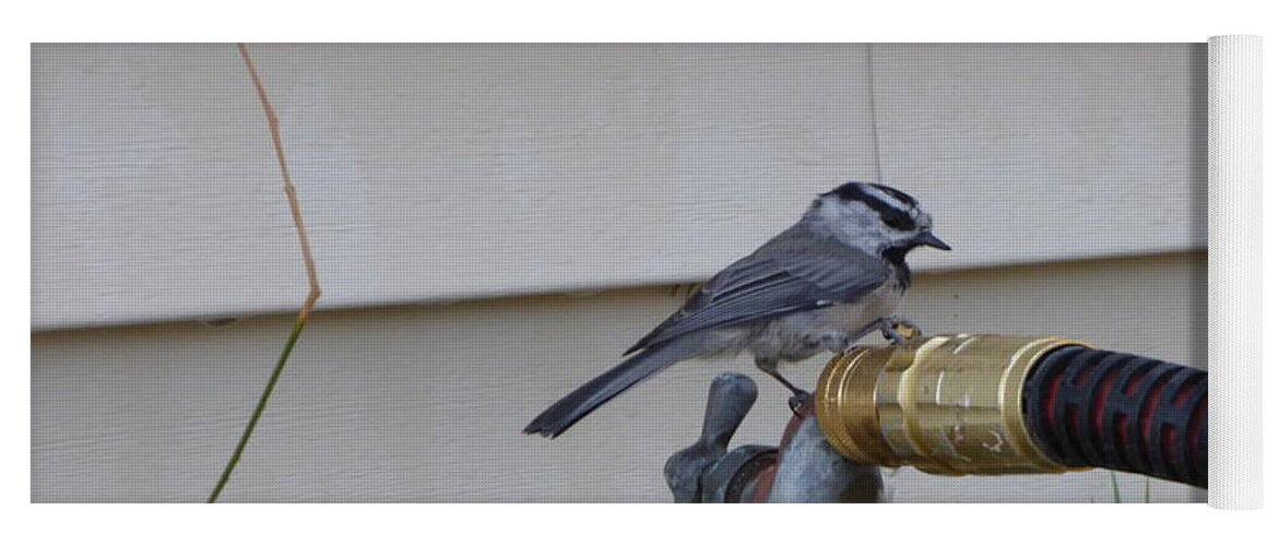 Chickadee Yoga Mat featuring the photograph Chickadee on a spigot by Charles Robinson
