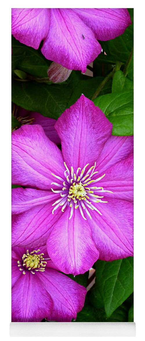 Dark Pink Clematis Flowers Yoga Mat featuring the photograph Clematis by Mike McBrayer