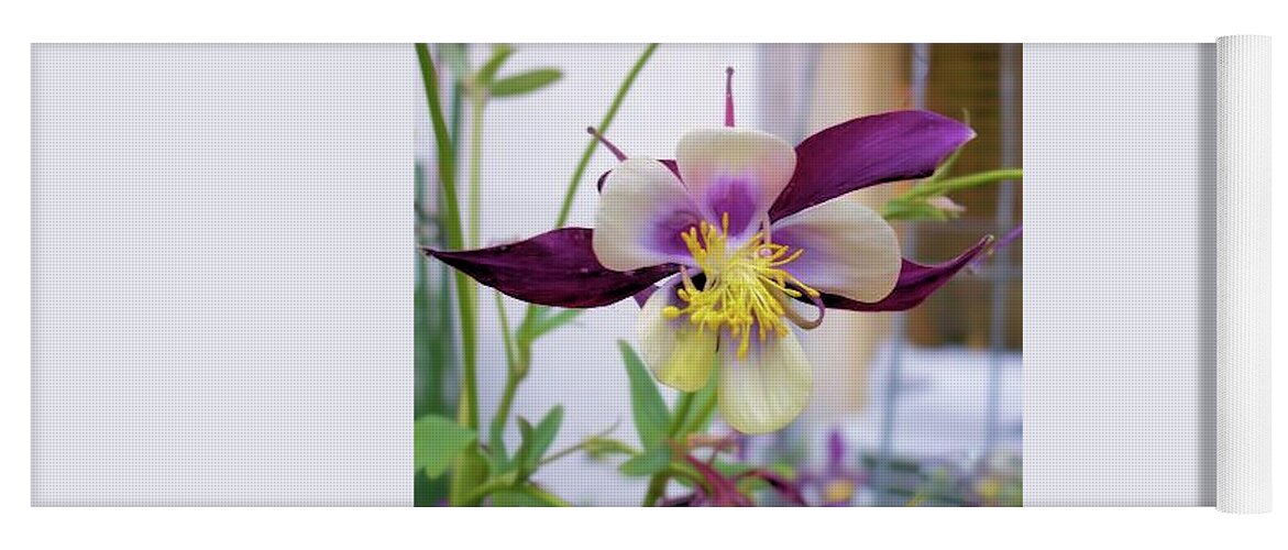 Flowers Yoga Mat featuring the photograph Colorado Columbine by Karen Stansberry